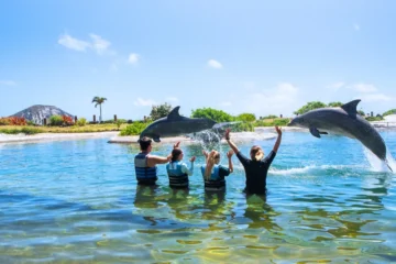 Dolphin Encounter Waimanalo, OahuDolphin Encounter · from $229.99Waist-Deep Dolphin Interaction & Enrichment