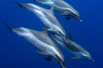 Dolphin Excursion OahuDolphin Excursion · from $160Wild Dolphins All Year Round