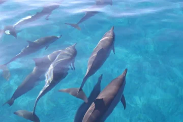 Dolphins and You Waikiki, OahuDolphins and You · from $189Dolphins, Turtles & Tropical Fish