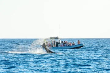 Eco-Raft- Eye-Level Whale Watch Tour Lahaina, MauiEco-Raft: Eye-Level Whale Watch · from $97Eye-Level Views & Whale Songs