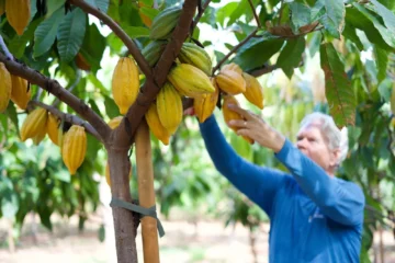 Exclusive Guided Cacao Farm Tour Lahaina, MauiExclusive Guided Cacao Farm Tour · from $95Farm-to-Bar Cacao & Chocolate Tasting