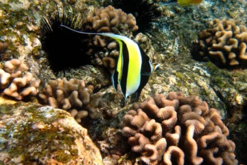 Expedition South Kona Kailua-Kona, Big IslandExpedition South Kona · from $1853 Snorkeling Locations in 1 Day
