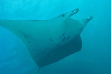 FIRST MANTA RAY NIGHT SNORKELING TOUR Kailua-Kona, Big IslandFirst Manta Ray Night Snorkel · from $130Luxury Catamaran & Manta Rays