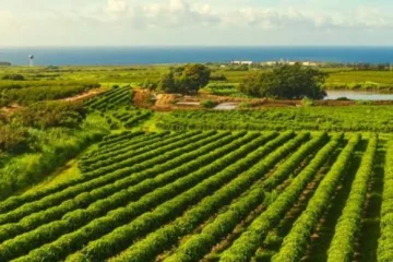 Kalaheo, KauaiFarm Tour · from $50Explore Four Million Coffee Trees