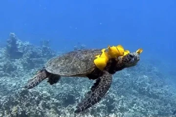 Guided & Intro Shore Dives Kailua-Kona, Big IslandGuided & Intro Shore Dives · from $164.95Certified, Non-Certified, and Refresher Divers