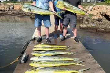 Half Day Charter Waianae, OahuHalf Day Charter · from $900Marlin, Ahi, Ono & Mahi Mahi