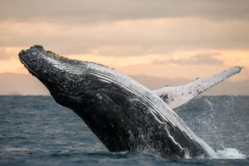 Eleele, KauaiHumpback Whale Watching · from $119Whale Songs, Breaches & Tail Slaps