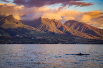 Ka'anapali Sunrise Coffee Sail Lahaina, MauiKa'anapali Sunrise Coffee Sail · from $59.95Sunrise, Fresh Maui Coffee & Pastries
