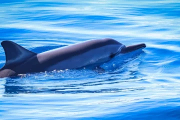 Ka'anapali Wild Dolphin Sail Lahaina, MauiKa'anapali Wild Dolphin Sail · from $99.95Wild Dolphins & Expert Commentary