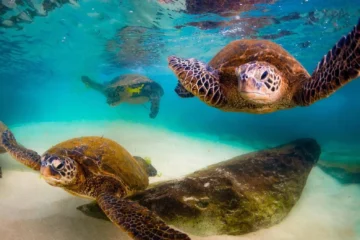 Koloa, KauaiGuided Shore Snorkeling · from $95.50South Shore Reefs & Tropical Fish