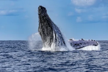 Kauais Ultimate SOUTH SIDE Whale & Dolphin Zodiac Boat Adventure Koloa, Kauai Whale & Dolphin Zodiac · from $115.50Humpback Whales & Dolphin Watching