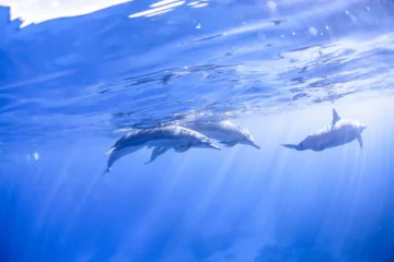 Kealakekua Bay (Captain Cook Monument) Snorkel Kailua-Kona, Big IslandKealakekua Bay Snorkel · from $99Crystal-Clear Waters & Spinner Dolphins