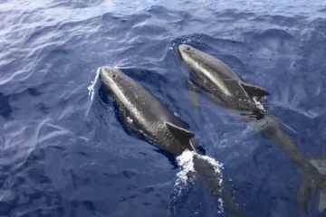 Kealakekua Snorkel and Sail Kailua-Kona, Big IslandKealakekua Snorkel & Sail · from $165Kealakekua Bay, Dolphins & Marine Sanctuary