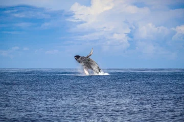 Kona Deluxe Whale Watch Sail Kailua-Kona, Big IslandKona Deluxe Whale Watch Sail · from $99.95Guaranteed Whale Sightings