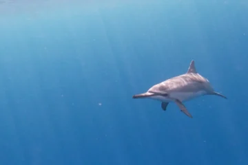 Kailua-Kona, Big IslandKona Offshore Wildlife Tour · from $200Humpback Whales & Rare Pelagic Species