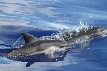 Lanai Snorkel & Dolphin Sail • Lahaina Lahaina, MauiLanai Snorkel & Dolphin Sail · from $199.95Wild Dolphins, Coral Reefs & Marine Life