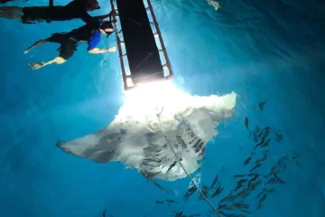 Kailua-Kona, Big IslandLate Night Manta Ray Snorkel · from $109See Manta Rays Like Never Before