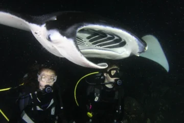 Kailua-Kona, Big IslandMajestic Manta Rays Snorkel · from $210Spotlights, Manta Rays & Kona Sunset