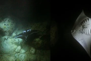 Manta Ray Late Night Snorkel in Keauhou - Kona Kailua-Kona, Big IslandManta Ray Late Night Snorkel · from $118Late-Night Manta Rays & 150,000+ Lumens