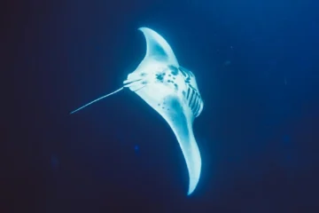 Kailua-Kona, Big IslandManta Ray Moonlight Snorkel · from $118Kona's Famous Manta Ray Night Snorkel