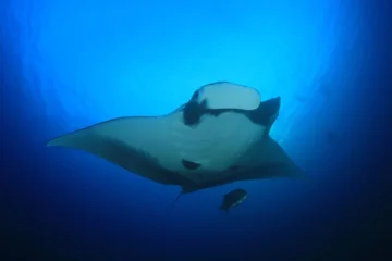 Kailua-Kona, Big IslandManta Ray Night Snorkel · from $99.9930 Minutes With Kona Manta Rays