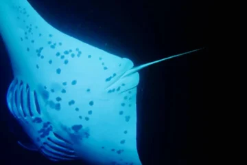 Kailua-Kona, Big IslandManta Ray Night Snorkel OE1 · from $130Watch Mantas Feed Underwater