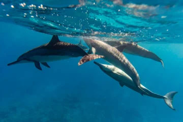Marine Life Tour North Shore, OahuMarine Life Tour 路 from $99Dolphins, Sharks & Turtles
