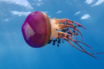 Kaiminani, Big IslandMarine Wildlife Excursion · from $142Dolphins, Whales & Marine Wildlife