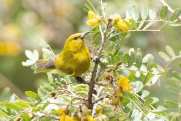 Maui Birding Shared Tour Kihei, MauiMaui Birding Shared Tour · from $295Endemics, Wetlands & Coastal Habitats