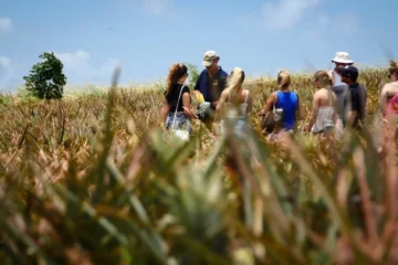 Maui Pineapple Tour Makawao, MauiMaui Pineapple Tour · from $95Tour Hawaii’s Last Working Pineapple Farm