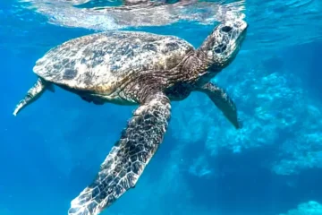 Maui Snorkel & Picnic Tour Kahului, MauiMaui Snorkel & Picnic Tour · from $250Swim with Turtles!