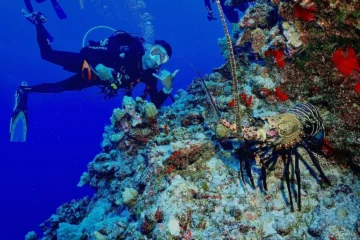 Molokini Crater 2-Tank Dive Charter Wailuku, MauiMolokini Crater 2-Tank Dive · from $239Molokini, Exceptional Visibility & Marine Life