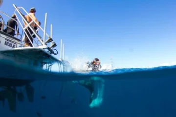Morning 2 Tank Boat Dive for Experienced Divers Koloa, KauaiMorning 2 Tank Boat Dive · from $239for Experienced Divers Only