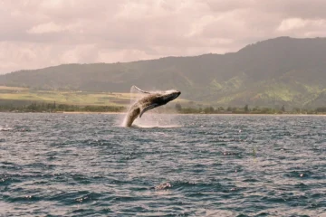 Morning Whale Watch North Shore, OahuMorning Whale Watch 路 from $99Whales Along the North Shore