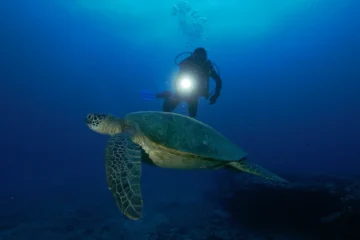 Night Dives Honolulu, OahuNight Dives · from $231Twilight Dive & Nocturnal Marine Life