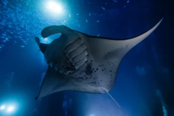 Kailua-Kona, Big IslandNight Manta Ray Snorkeling Tour · from $139Manta Rays & Underwater Lights