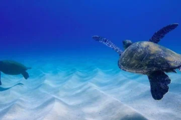 North Shore Turtle Tours North Shore, OahuNorth Shore Turtle Tours 路 from $752-Hour Turtle Adventure