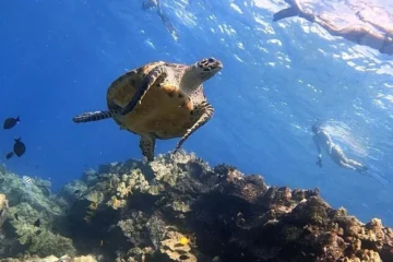 Offshore and Reef Exploration Kailua-Kona, Big IslandOffshore and Reef Exploration · from $195Discover Hawaii's Offshore Wildlife!