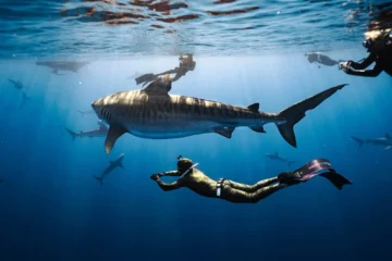 Pelagic (Cageless) Shark Dive North Shore, OahuPelagic (Cageless) Shark Dive 路 from $140Swim With The Sharks!