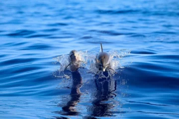 Pelagic Dolphin and Whale Watch Kailua-Kona, Big IslandPelagic Dolphin & Whale Watch · from $129Humpback Whales & Offshore Wildlife