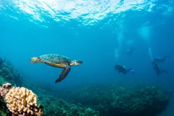 Koloa, KauaiPremium 3-Tank Boat Dive · from $345Certified Diver