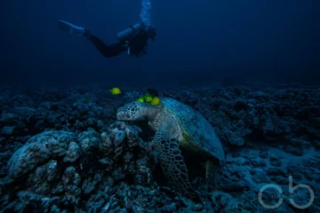 Waikiki, OahuReef Explorer · from $179Two Tank Reef Dive