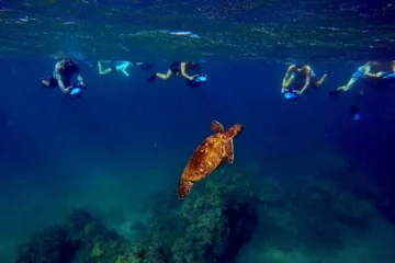 Sea Scooter Snorkeling Tour with Photos - Wailea Beach Kihei, MauiWailea Sea Scooter Snorkeling · from $149Sea Scooters, Turtles & Complimentary Photos