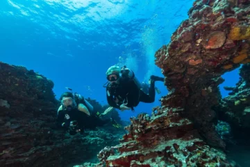 Shallow Reefs Tour OahuShallow Reefs Tour · from $231Certified Divers