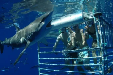 Shark Cage Diving North Shore, OahuShark Cage Diving 路 from $125Up-Close Shark Encounters