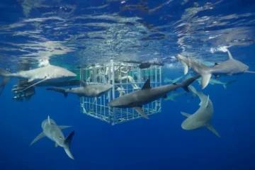 North Shore, OahuShark Dive · from $135North Shore Shark Dive & Hawaiian Culture