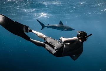 Shark Dive Eco Tour North Shore, OahuShark Dive Eco Tour 路 from $150Must be at least 4ft. tall to participate