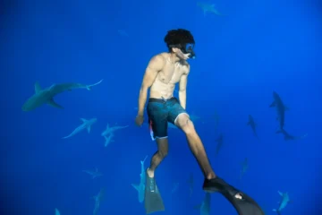 North Shore, OahuShark Dive (Snorkel with Sharks) · from $150Sharks & Conservation Research