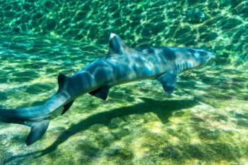 Waimanalo, OahuShark Snorkel · from $89.98Come Face to Face with Hawaiian Reef Sharks
