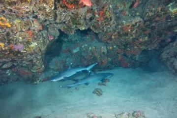 Lahaina, OahuShark and Turtle Dive · from $120for Certified Divers from Shore